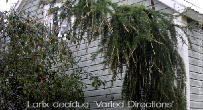 Larix decidua 'Varied Directions'