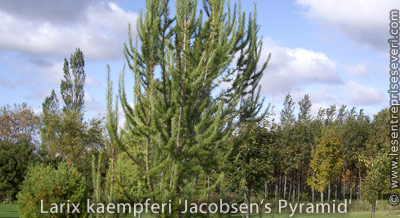 Larix kaempferi 'Jacobsen’s Pyramid' 