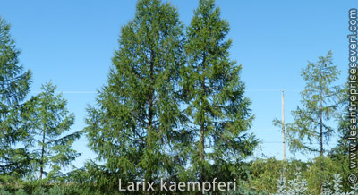 Larix kaempferi