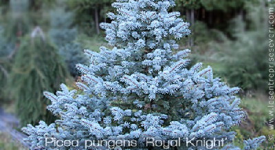 Picea pungens 'Royal Knight'